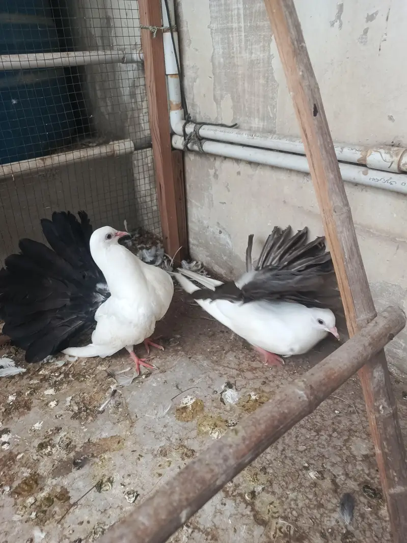young laka pair / breeder swallow pair available for sale. . — photo 3
