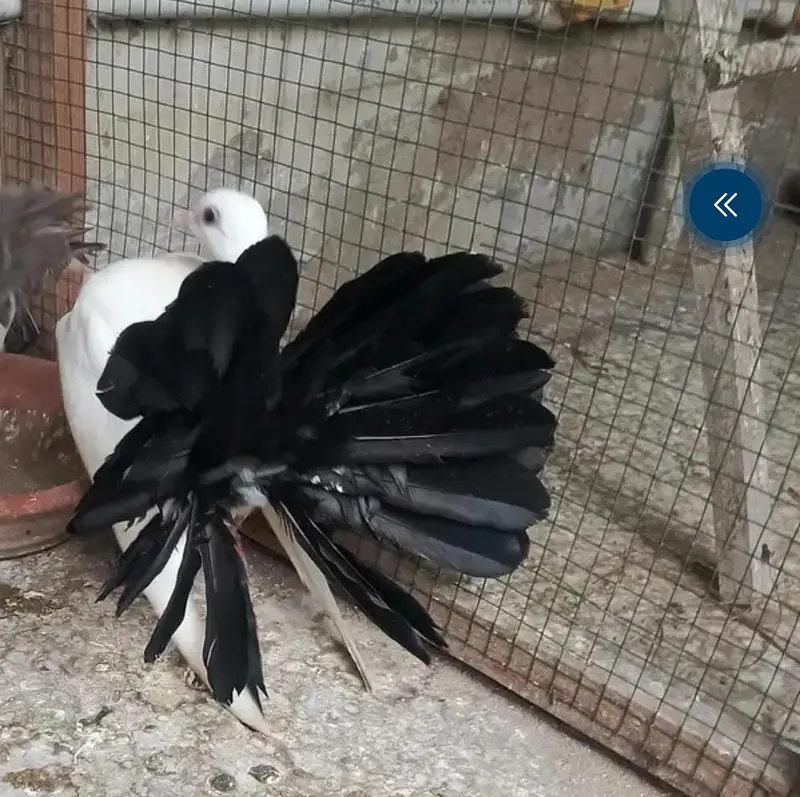 young laka pair / breeder swallow pair available for sale. . — photo 8