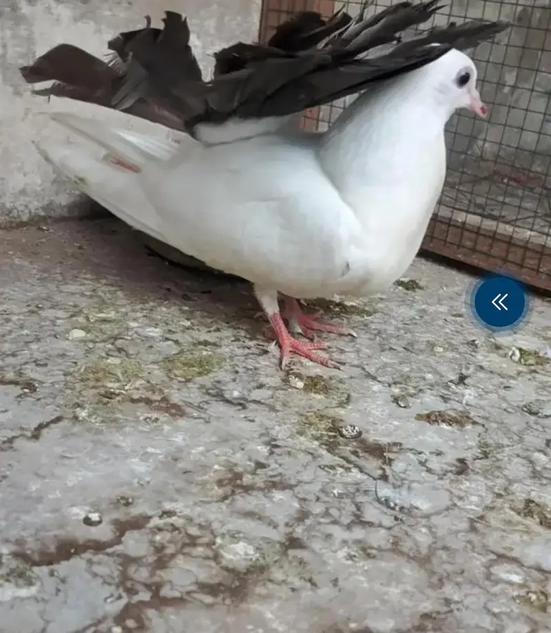 young laka pair / breeder swallow pair available for sale. . — photo 9
