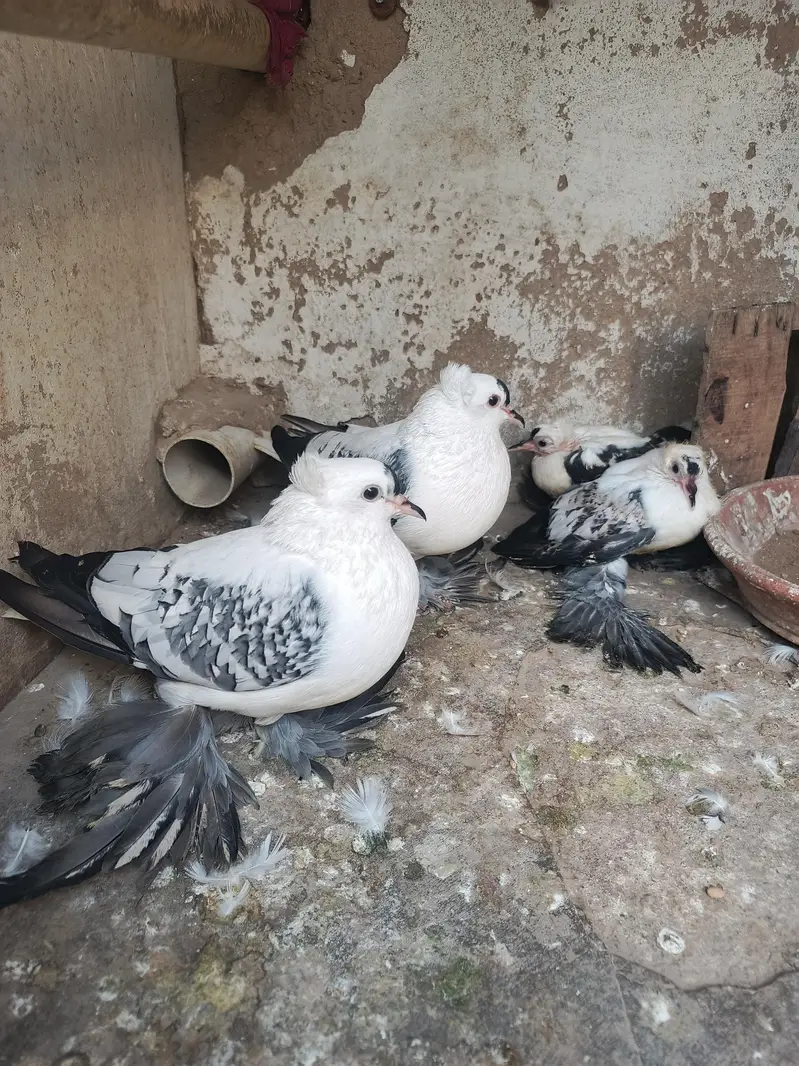 young laka pair / breeder swallow pair available for sale. . — photo 10