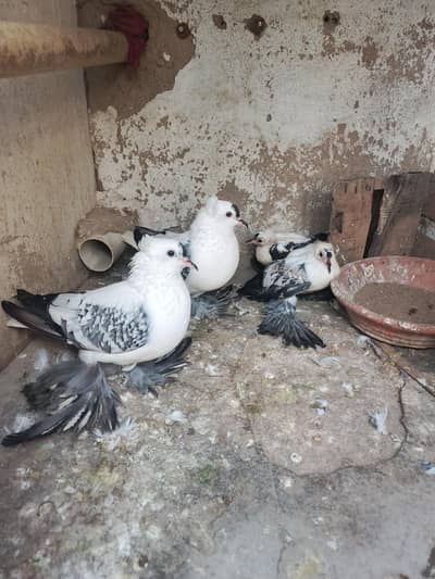young laka pair / breeder swallow pair available for sale. .