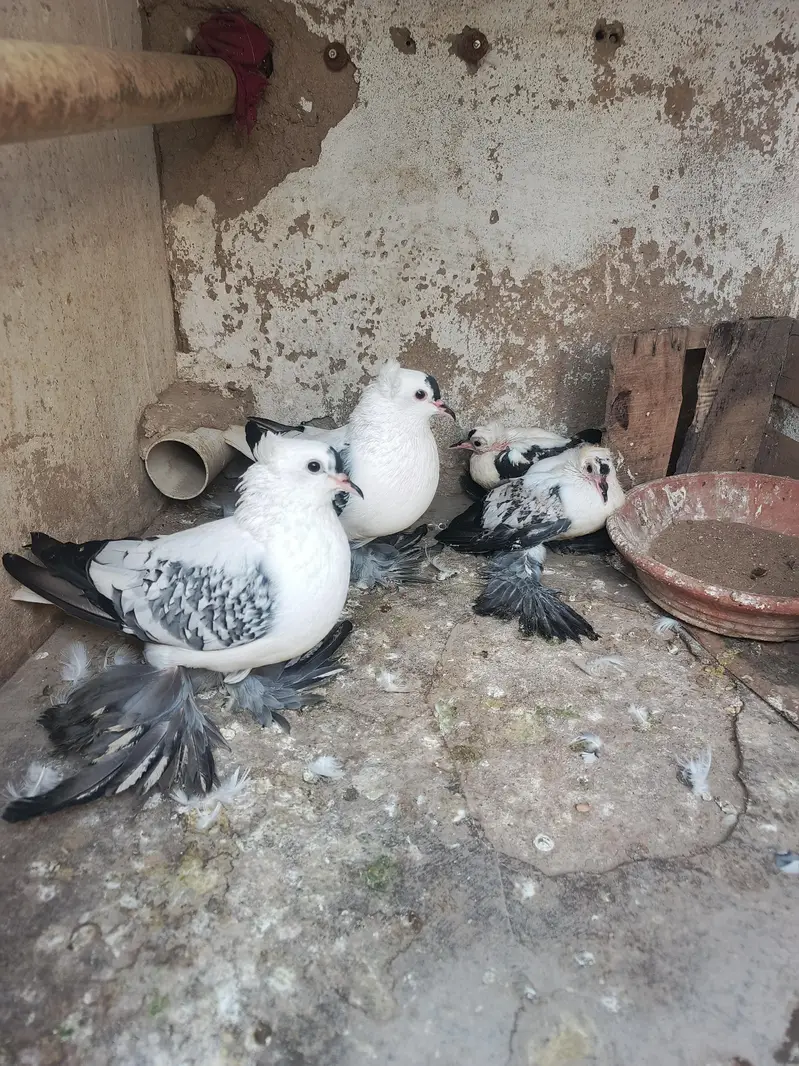 young laka pair / breeder swallow pair available for sale. .
