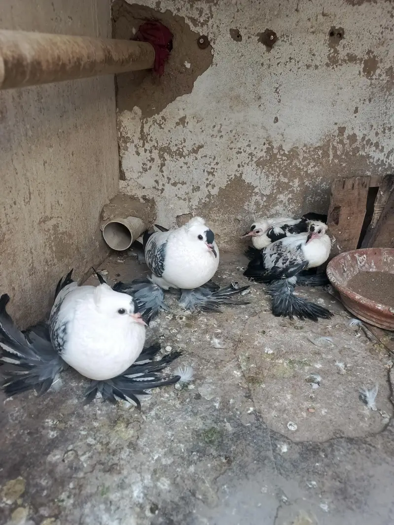 young laka pair / breeder swallow pair available for sale. . — photo 11