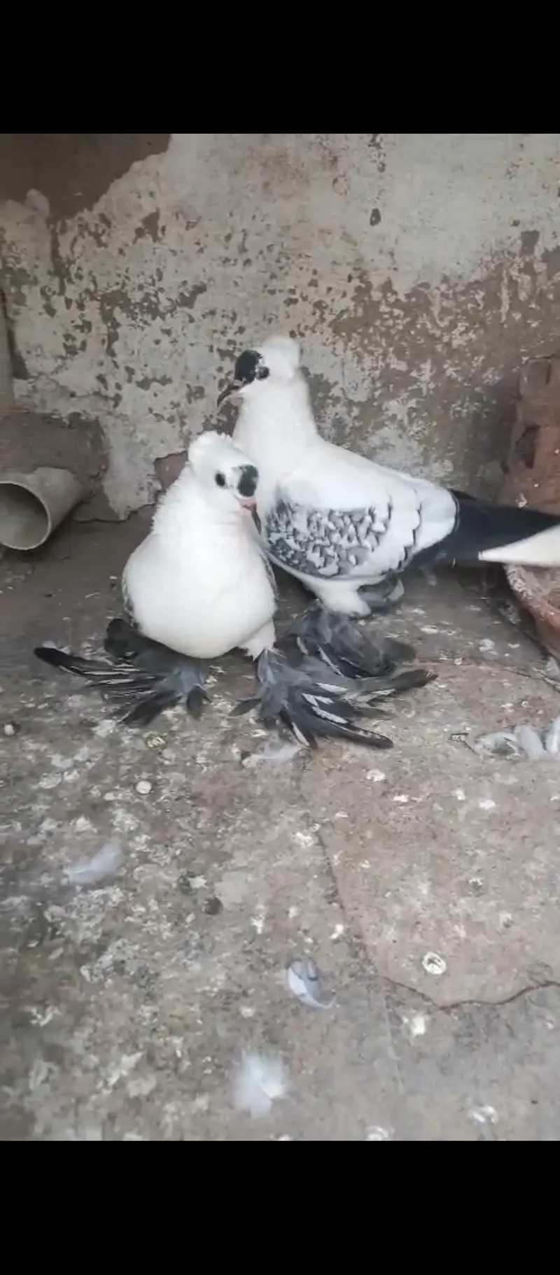 young laka pair / breeder swallow pair available for sale. . — photo 12