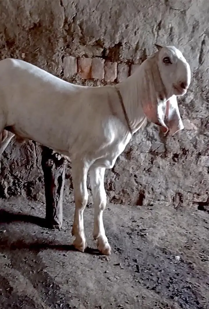 Bakra For Sale Urgent.    03262867305