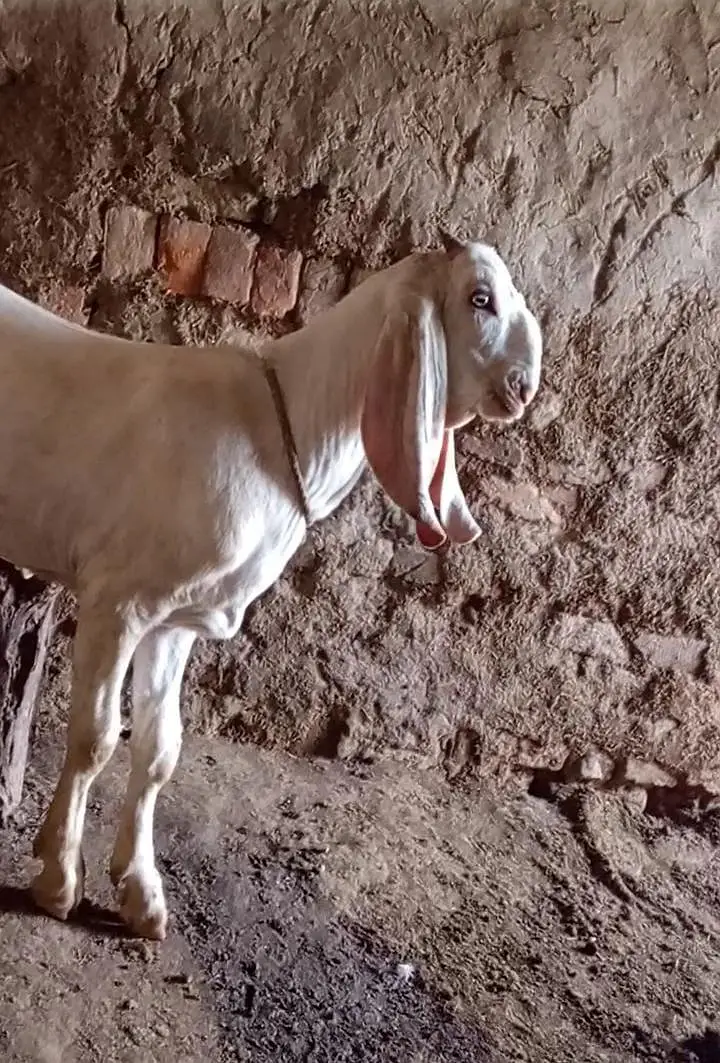 Bakra For Sale Urgent.    03262867305 — photo 3