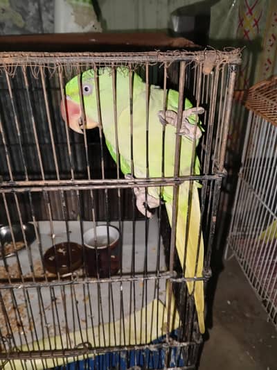 female raw parrot for sale
