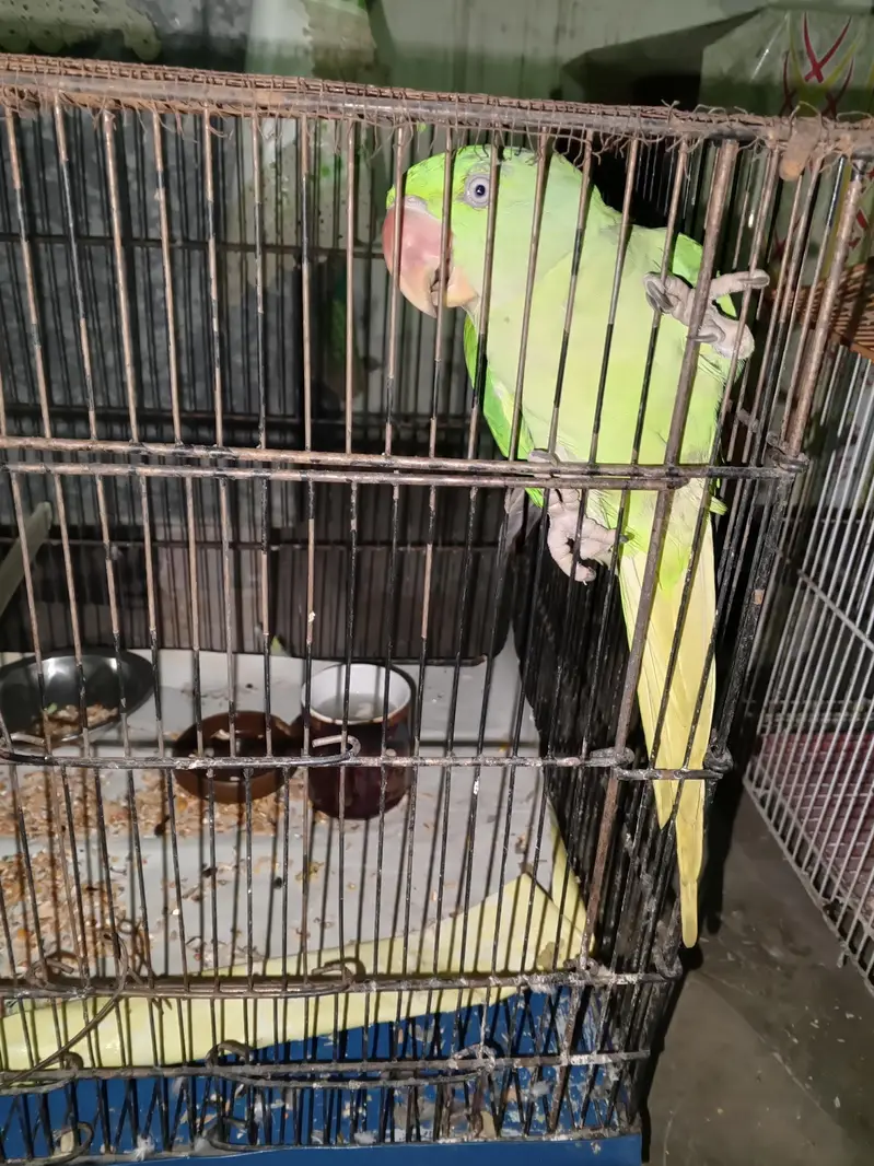 female raw parrot for sale — photo 2
