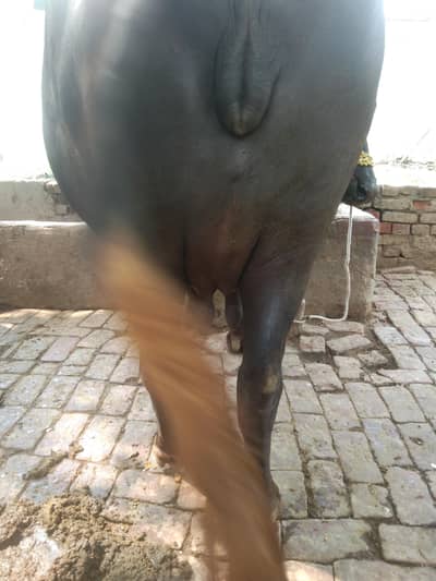 choti for sale