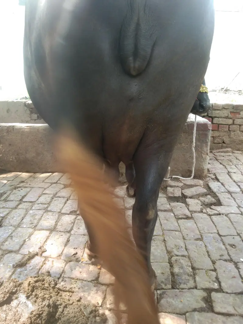 choti for sale