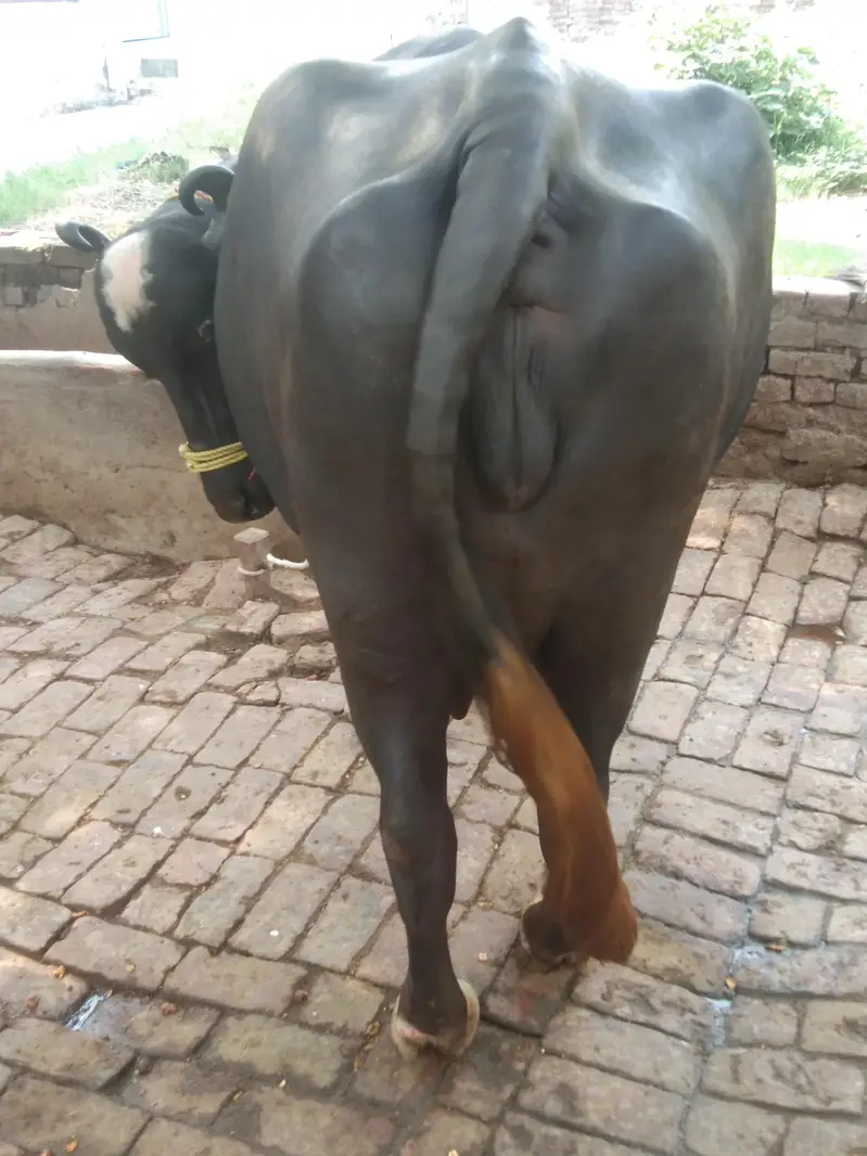 choti for sale — photo 2
