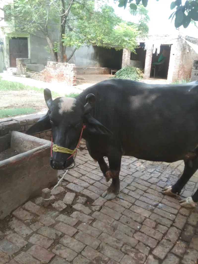 choti for sale — photo 3