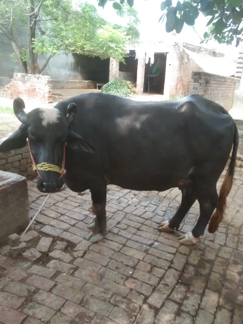 choti for sale — photo 4