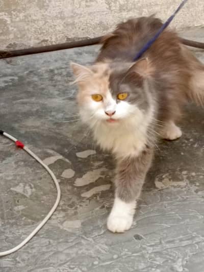 female Persian cat for sale