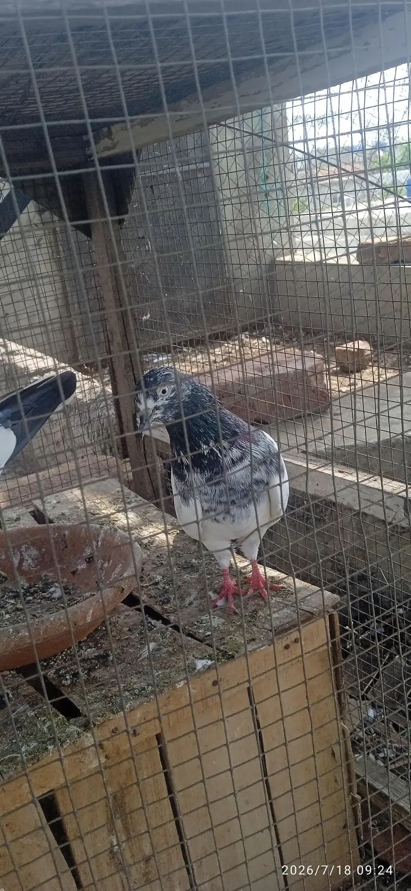 High quality Breeder — photo 2