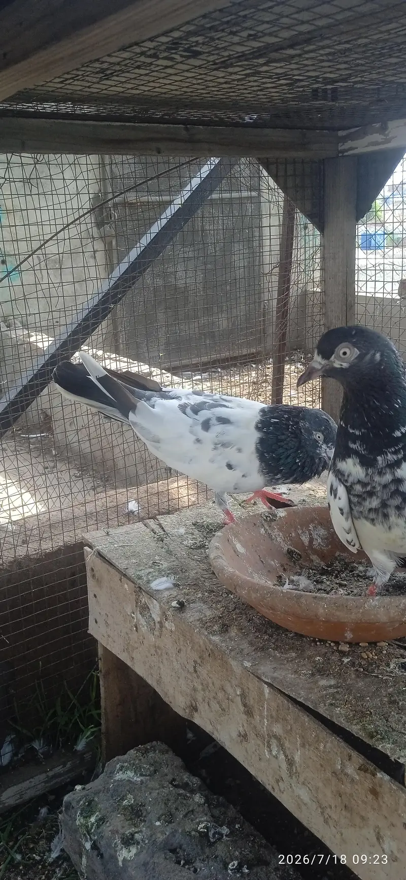 High quality Breeder — photo 3