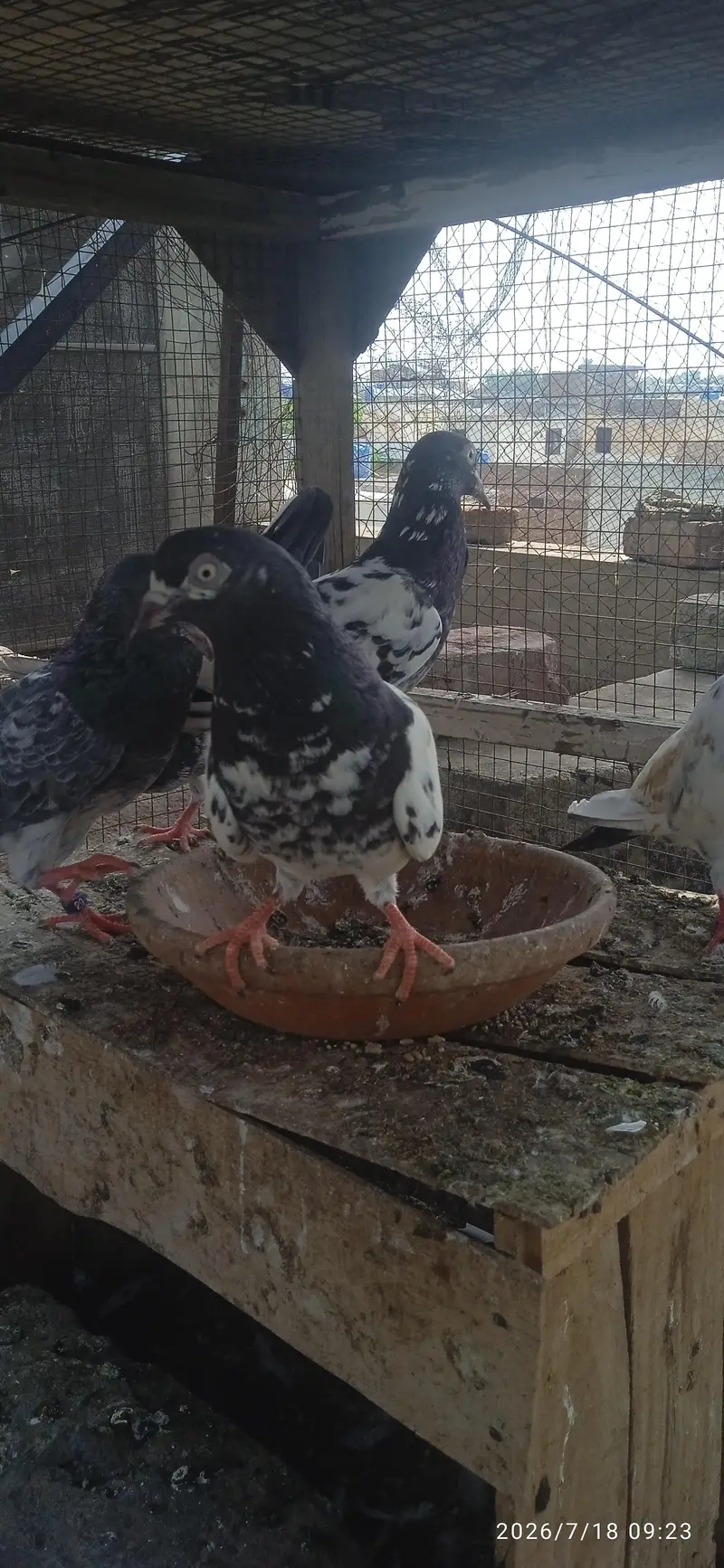 High quality Breeder — photo 6