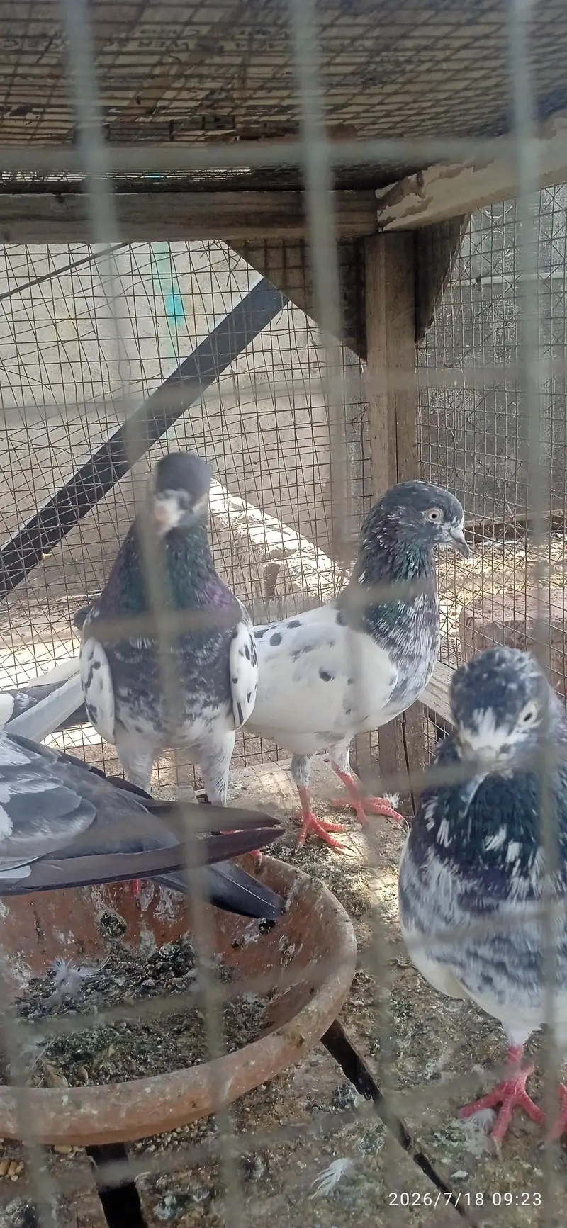 High quality Breeder — photo 7