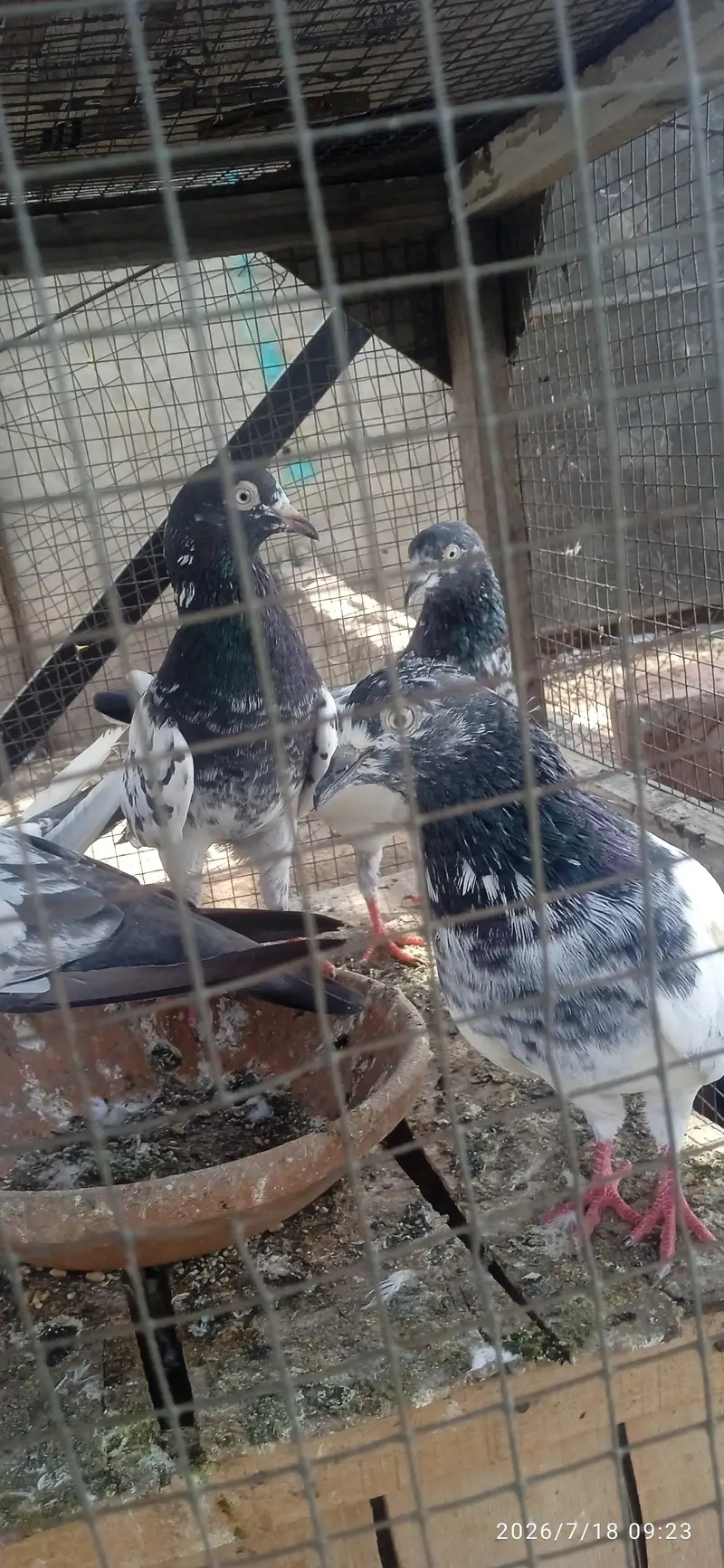 High quality Breeder — photo 8