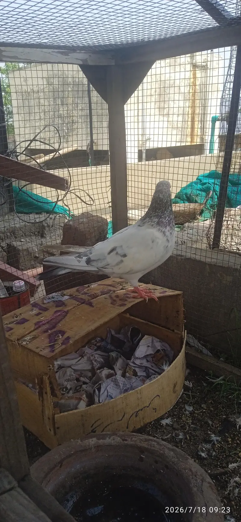 High quality Breeder — photo 9