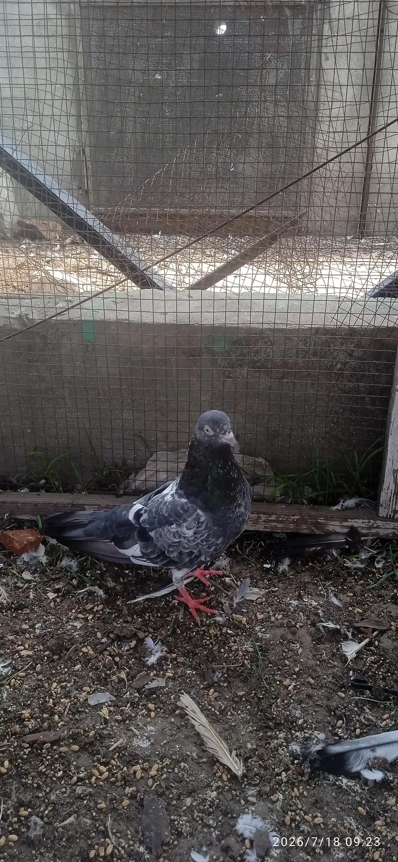 High quality Breeder — photo 10