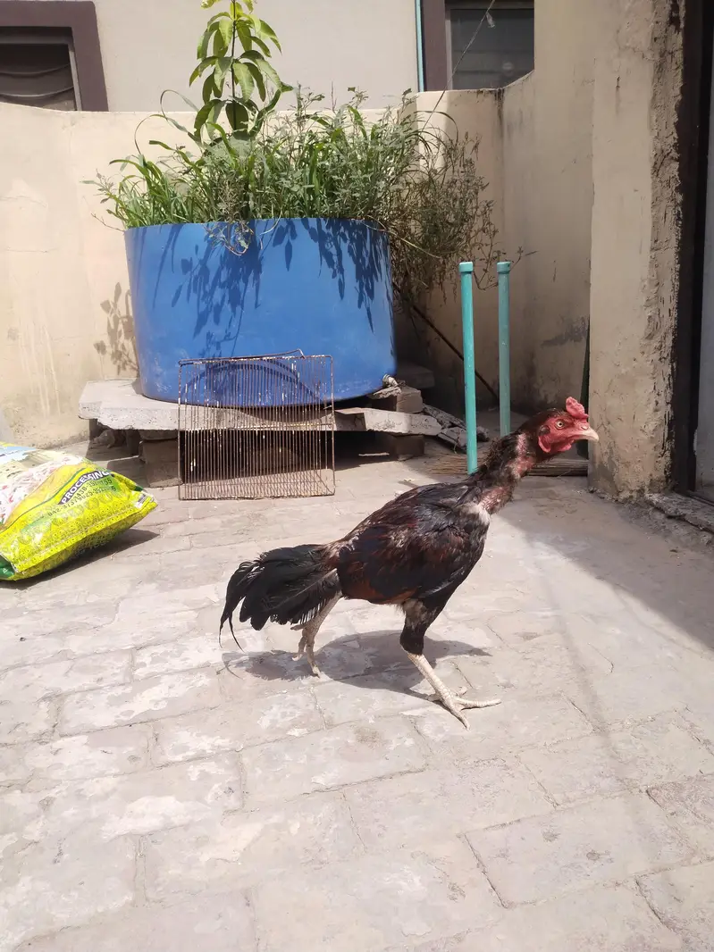 Aseel Murga — photo 2