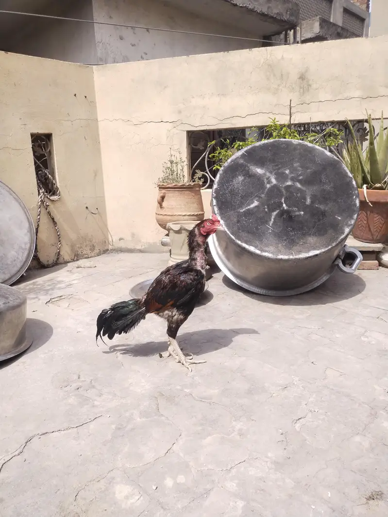 Aseel Murga — photo 3