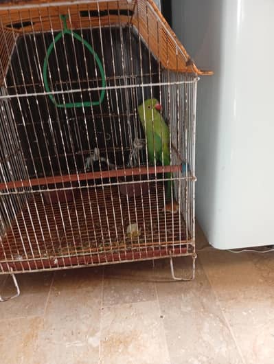 no bite no tame active bird with cage