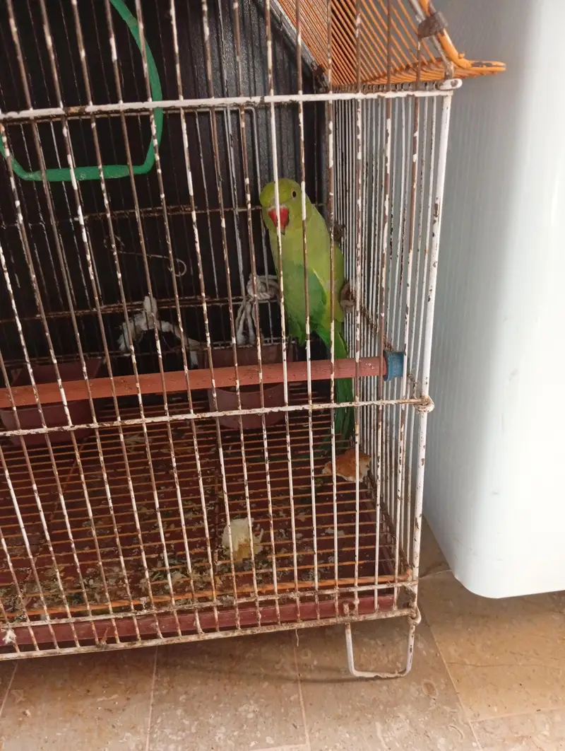 no bite no tame active bird with cage — photo 2