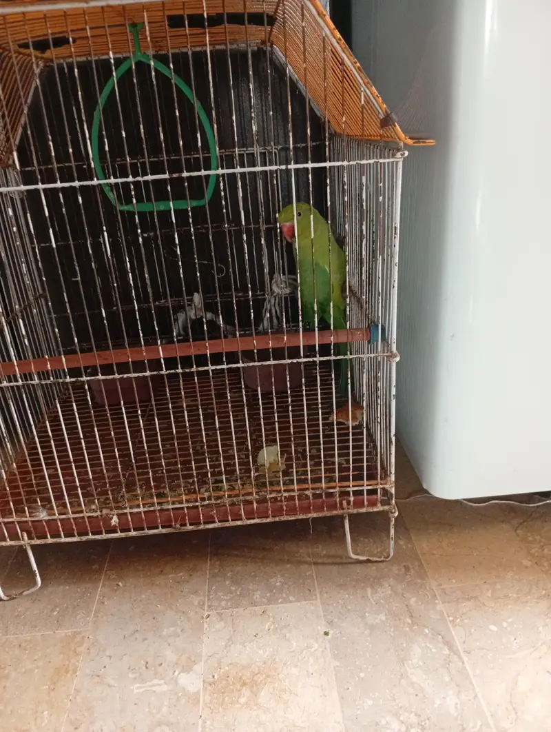 no bite no tame active bird with cage — photo 3