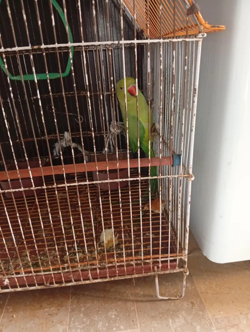 no bite no tame active bird with cage — photo 4