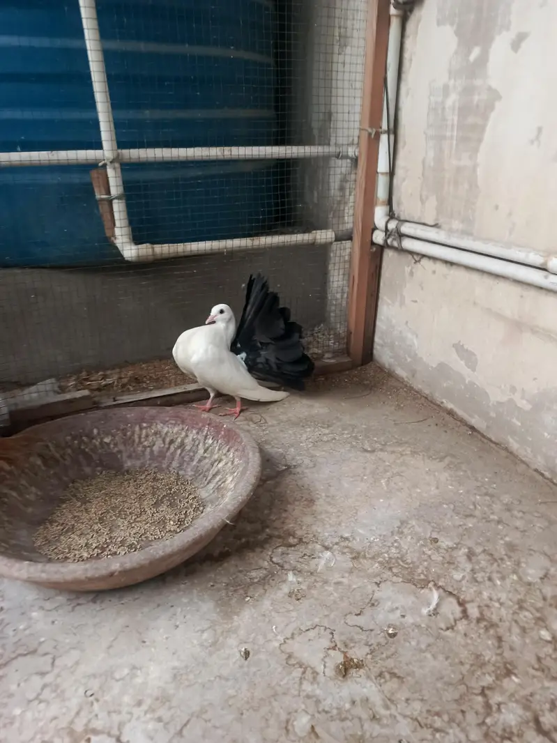 young laka pair / breeder swallow pair available for sale. . — photo 2