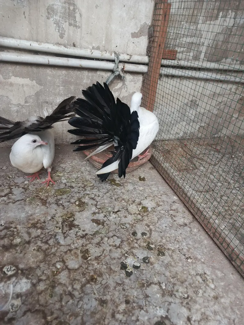 young laka pair / breeder swallow pair available for sale. . — photo 7