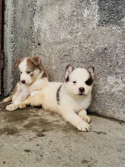 Syberian Husky Extreme quality Puppies