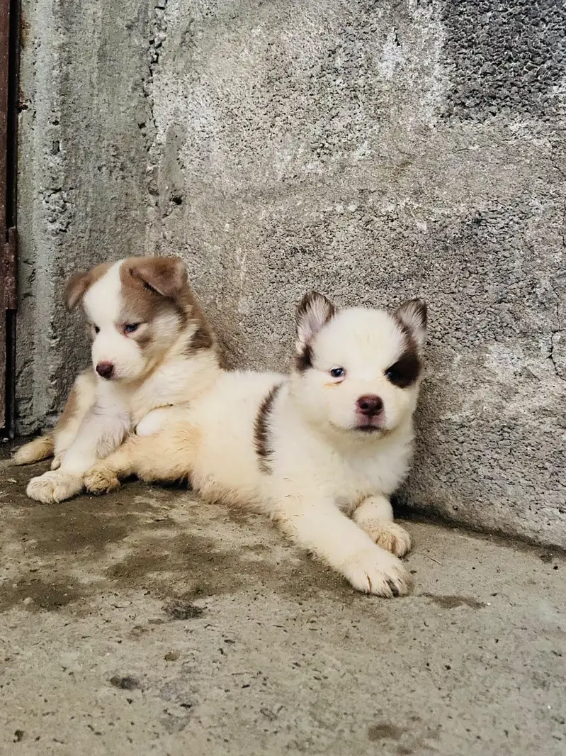 Syberian Husky Extreme quality Puppies
