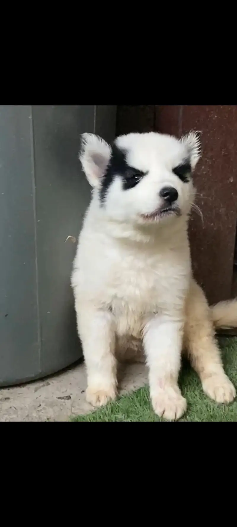 Syberian Husky Extreme quality Puppies — photo 2
