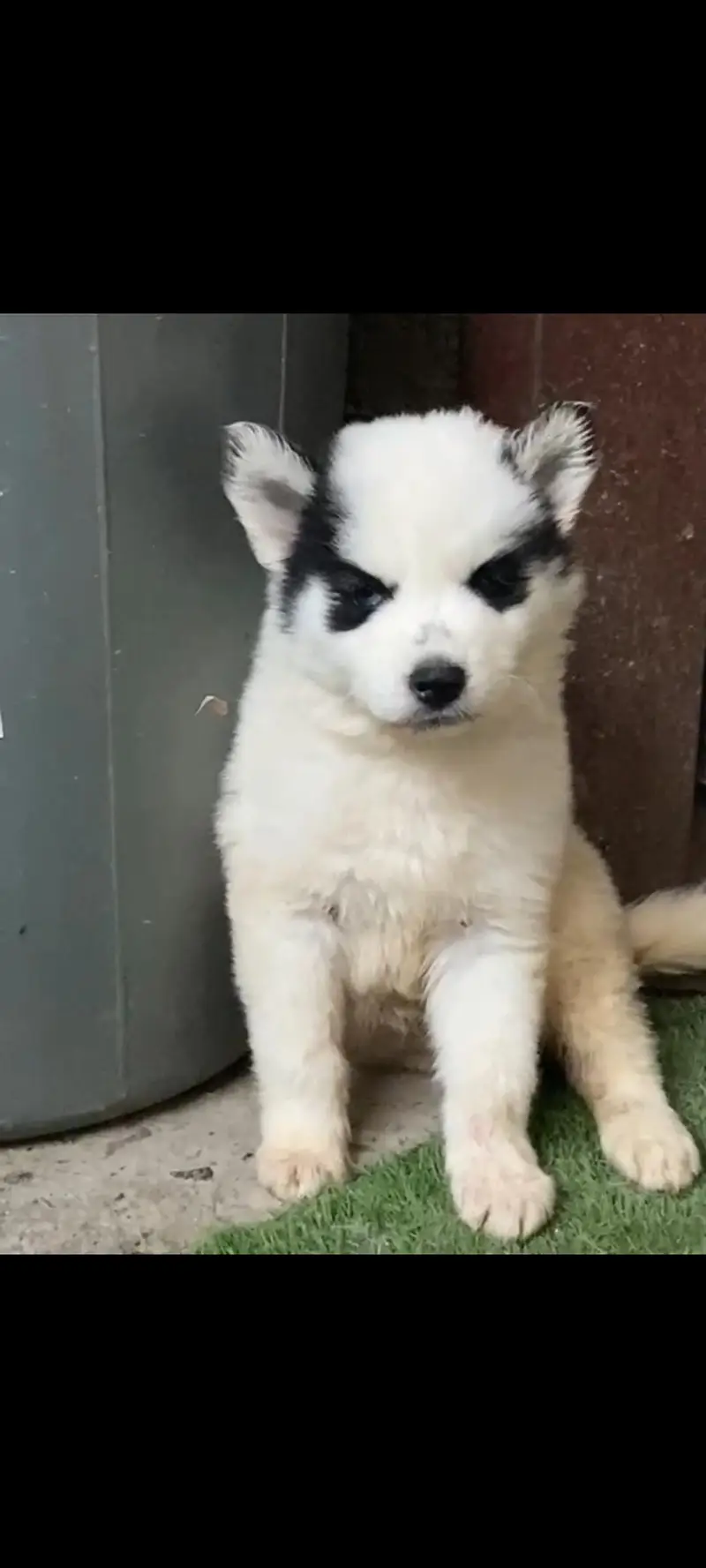 Syberian Husky Extreme quality Puppies — photo 3