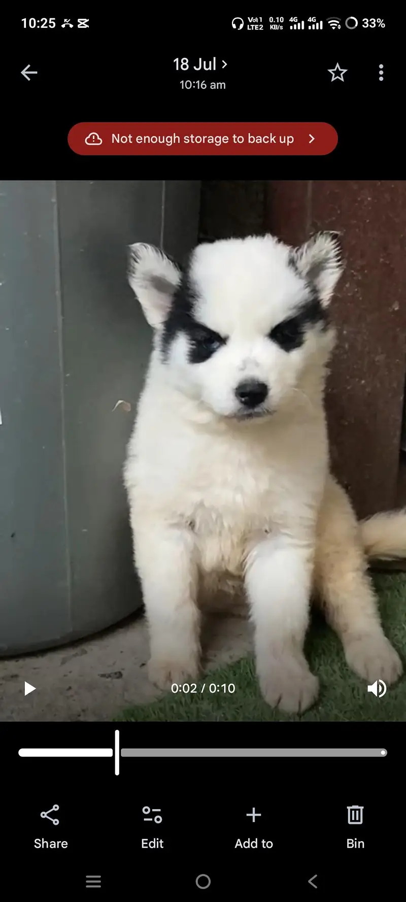 Syberian Husky Extreme quality Puppies — photo 4