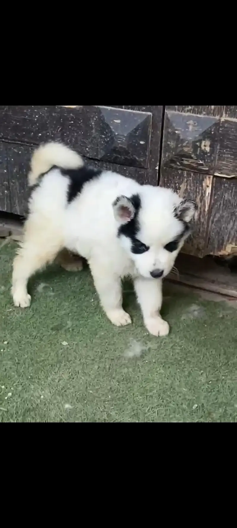 Syberian Husky Extreme quality Puppies — photo 5