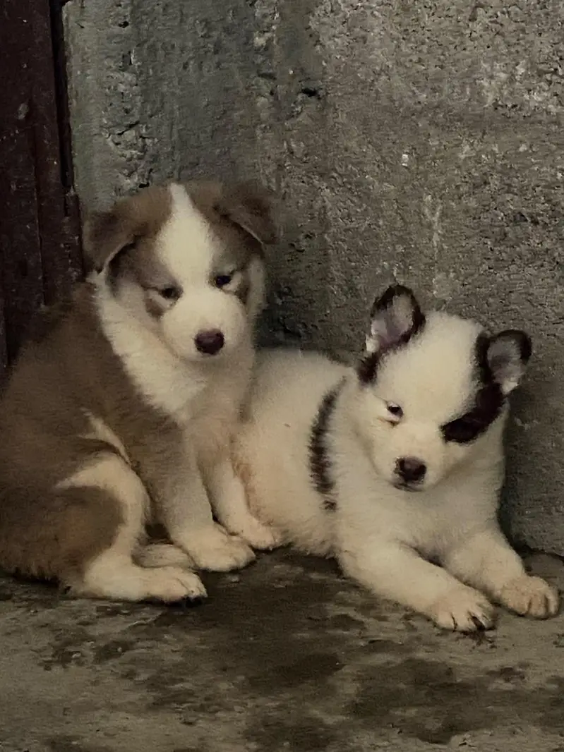 Syberian Husky Extreme quality Puppies — photo 6