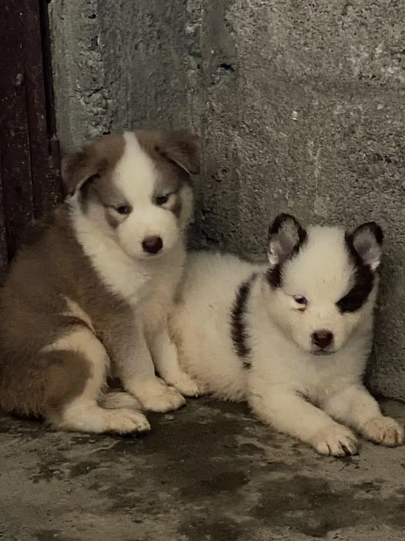 Syberian Husky Extreme quality Puppies — photo 7