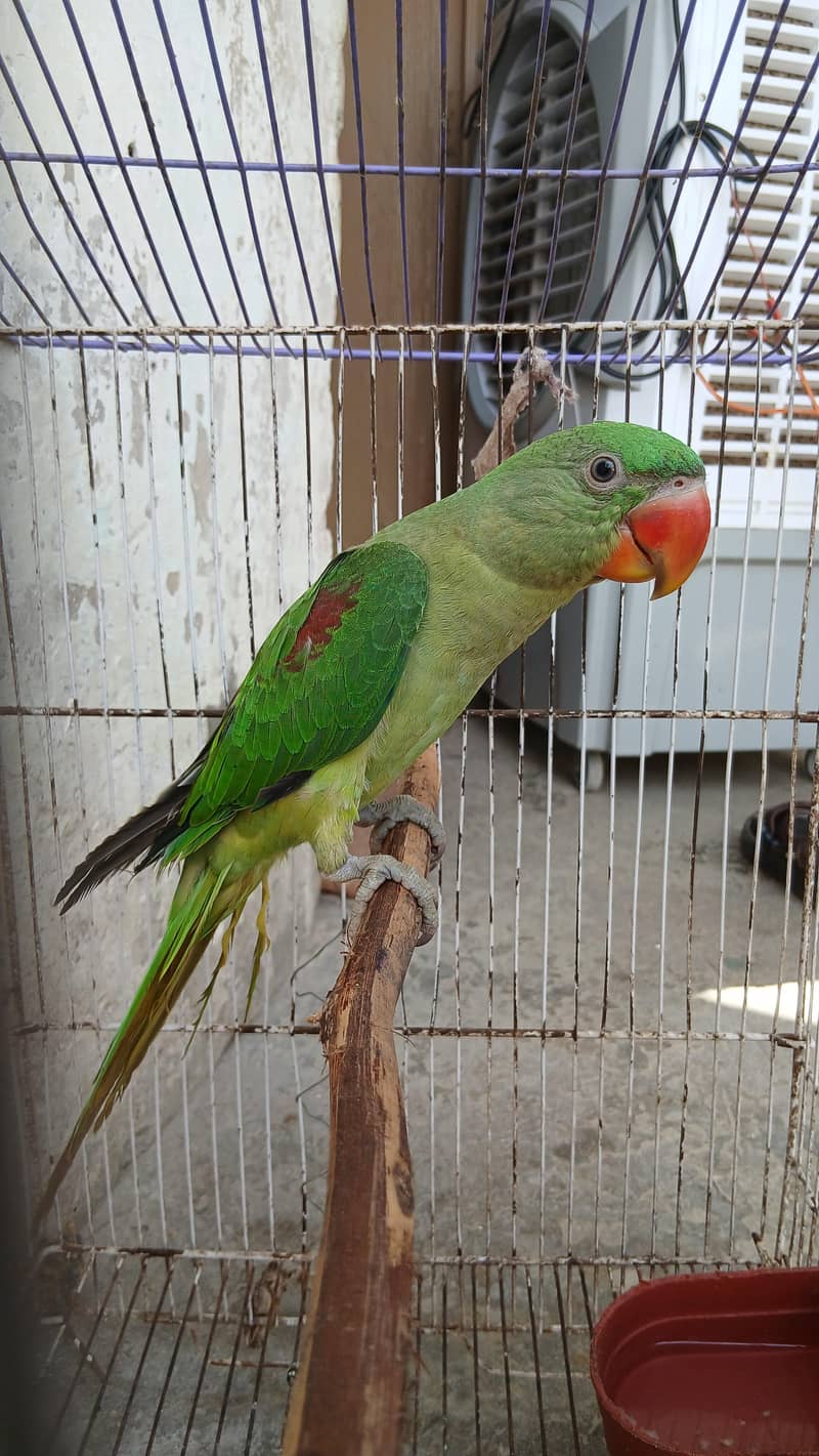 کشمیری را 2