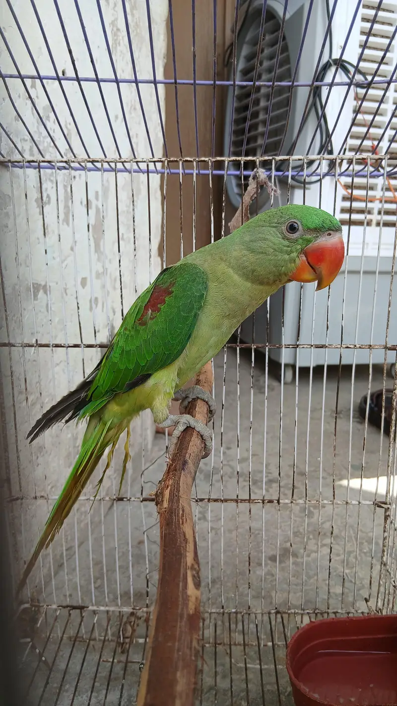 کشمیری را — photo 3
