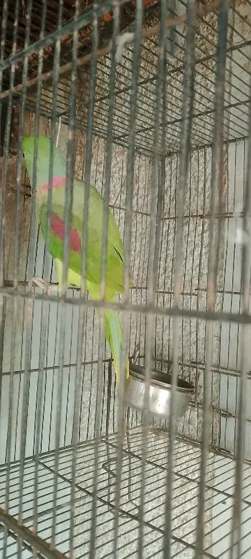 kashmiri raw parrot healthy and active pair for sale — photo 2
