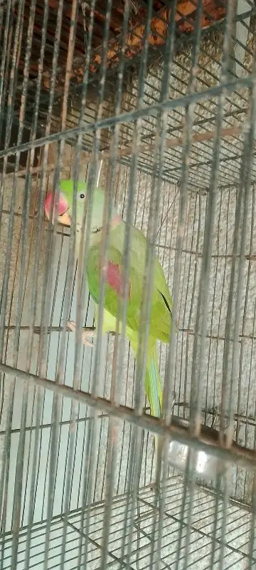 kashmiri raw parrot healthy and active pair for sale — photo 3