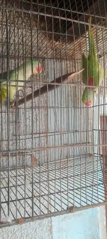 kashmiri raw parrot healthy and active pair for sale — photo 4