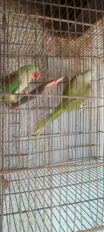 kashmiri raw parrot healthy and active pair for sale — photo 6