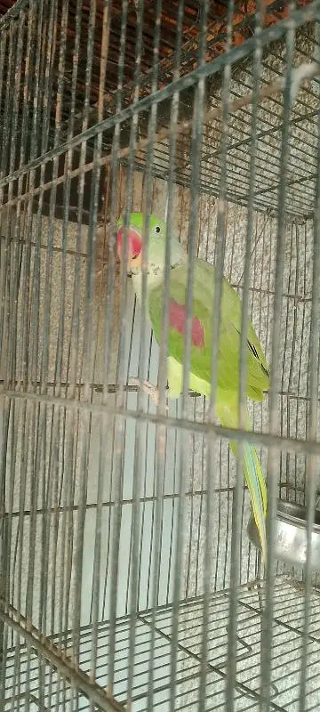 kashmiri raw parrot healthy and active pair for sale — photo 10