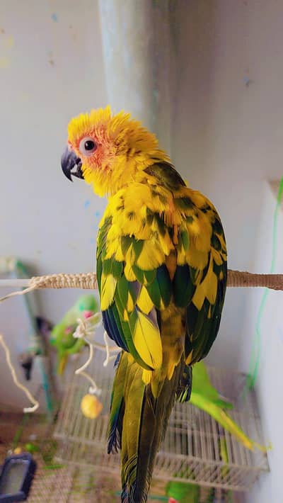 Sunconure