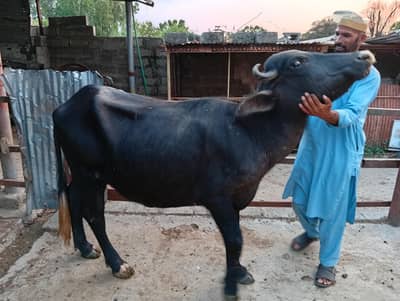 Beautiful, pure blood line, home grown female buffaloe for sale